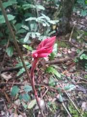 Stenorrhynchos speciosum