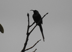 Nectarinia kilimensis