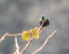 Nectarinia kilimensis