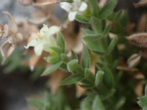 Image of Galium correllii by (c) Jared Shorma, some rights reserved (CC BY)