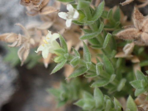 Image of Galium correllii by (c) Jared Shorma, some rights reserved (CC BY)