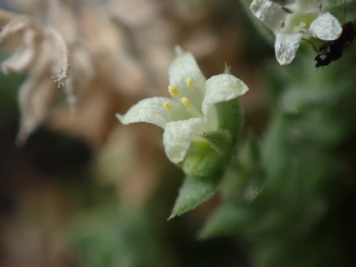 Image of Galium correllii by (c) Jared Shorma, some rights reserved (CC BY)