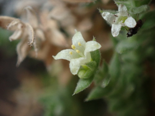 Image of Galium correllii by (c) Jared Shorma, some rights reserved (CC BY)