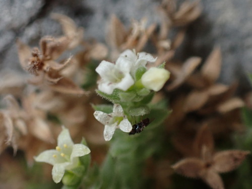 Image of Galium correllii by (c) Jared Shorma, some rights reserved (CC BY)