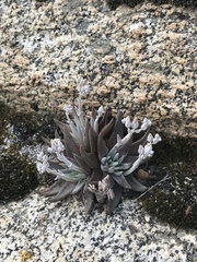 Dudleya abramsii