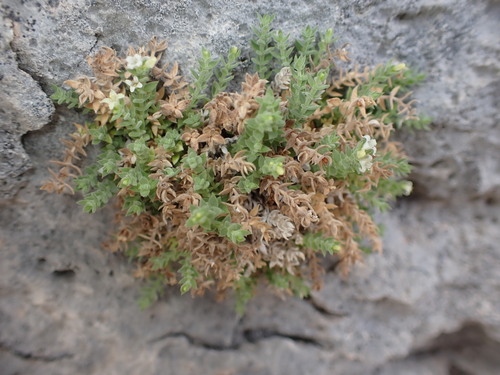 Image of Galium correllii by (c) Jared Shorma, some rights reserved (CC BY)