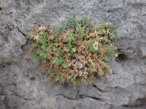 Image of Galium correllii by (c) Jared Shorma, some rights reserved (CC BY)