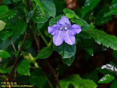 Strobilanthes rankanensis