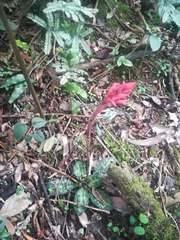 Stenorrhynchos speciosum