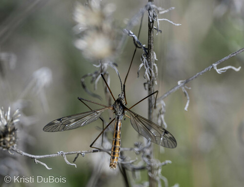 Tipula dorsimacula