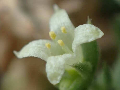 Cliff Bedstraw (Galium correllii)