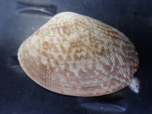 Ruditapes philippinarum observed 2024-04-21