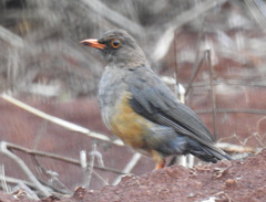 Turdus abyssinicus