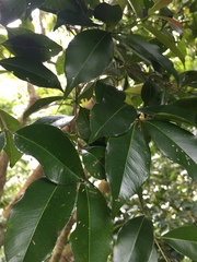 Syzygium formosanum