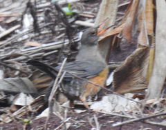 Turdus abyssinicus