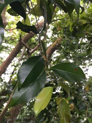 Syzygium formosanum