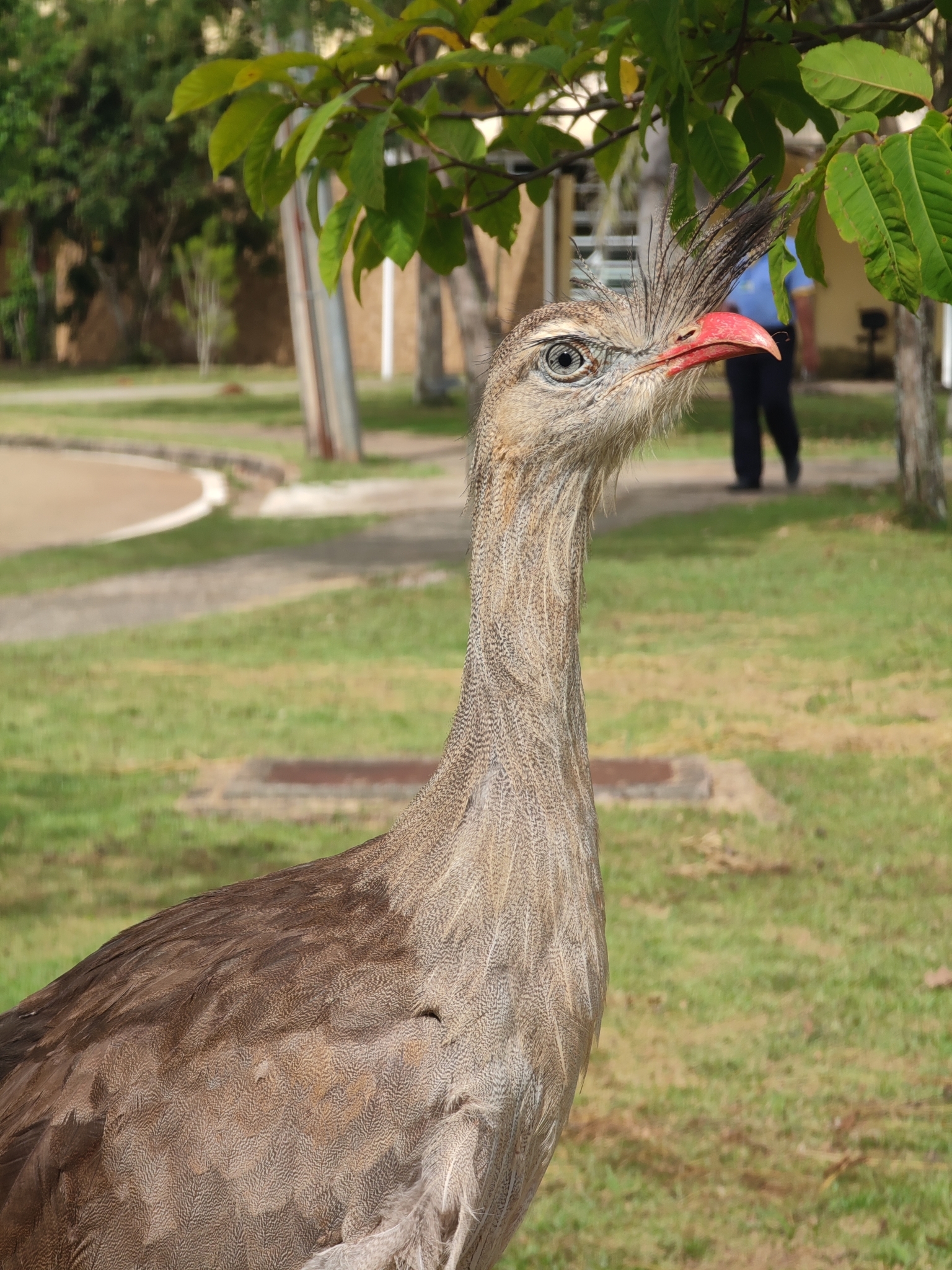 Red-legged Seriema (Cariama cristata)