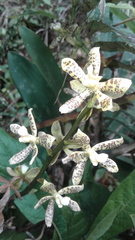 Prosthechea