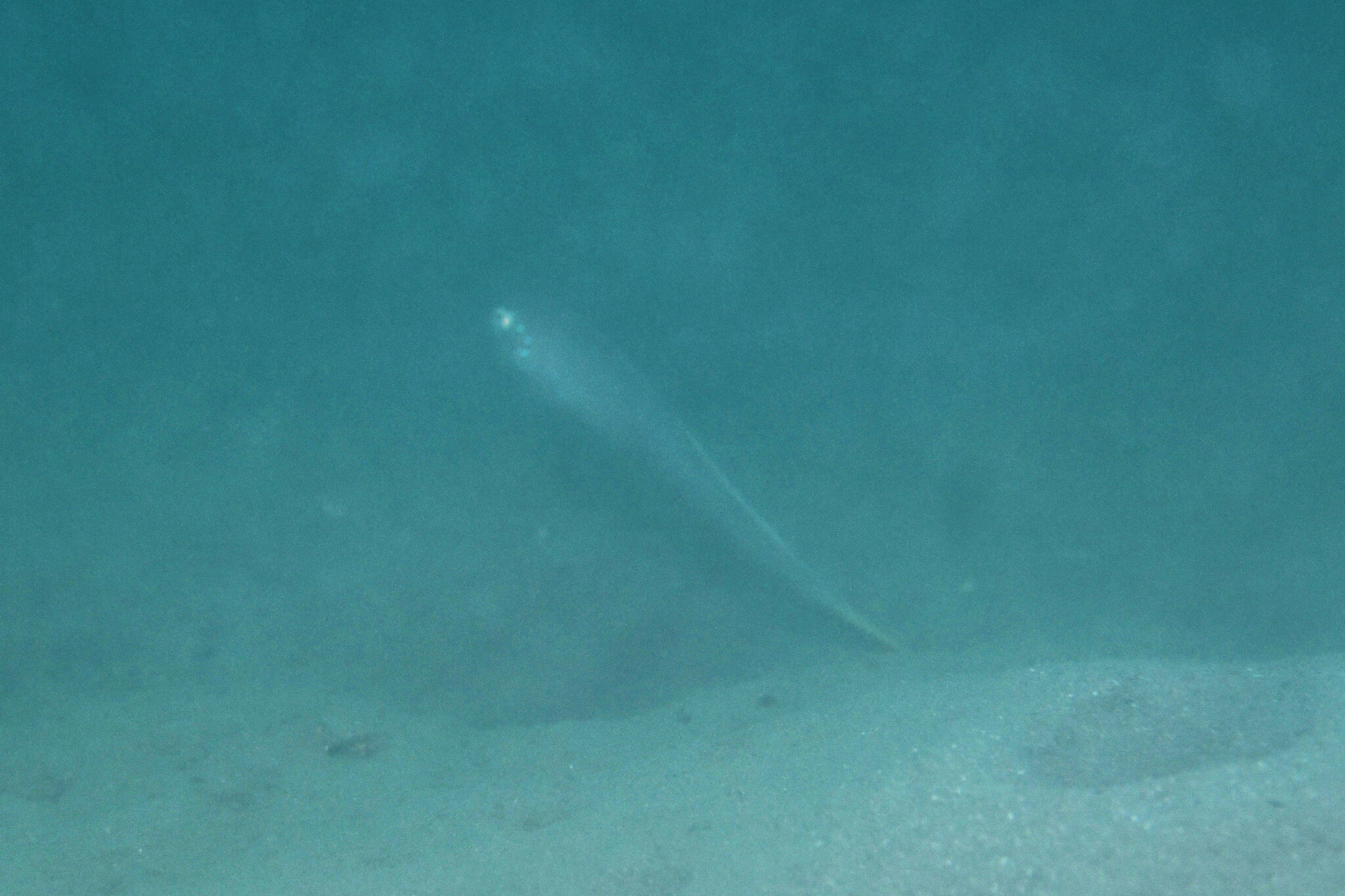 Robust Ribbongoby photo 3