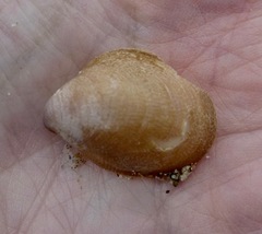 Crepidula norrisiarum