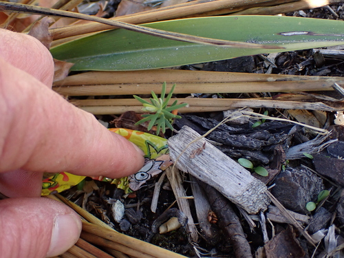 Coast Redwood seedling