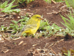 Crithagra sulphurata