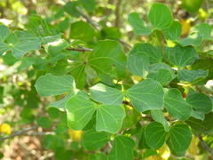 Bauhinia lunarioides