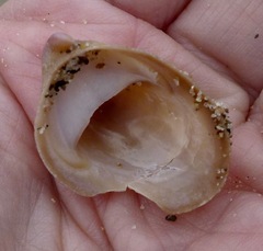 Crepidula norrisiarum