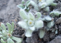 Psilocarphus brevissimus