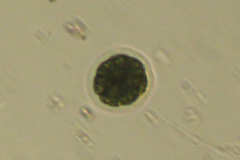 Pandorina