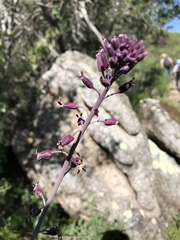 Streptanthus campestris