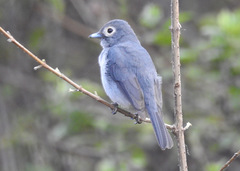 Melaenornis fischeri