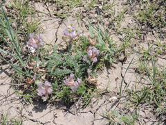 Astragalus plattensis