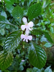 Impatiens hochstetteri