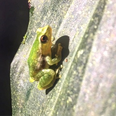 Pristimantis omeviridis