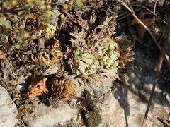 Selaginella novoleonensis