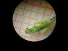 Myosurus apetalus montanus