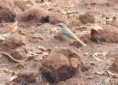 Cossypha caffra iolaema