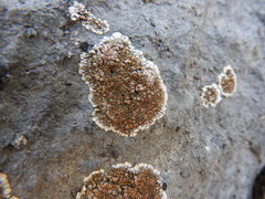 Squamulea galactophylla