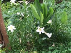 Lilium formosanum