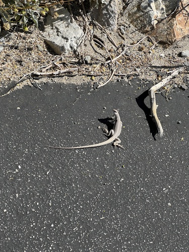 iNaturalist observation photo of Desert Iguana