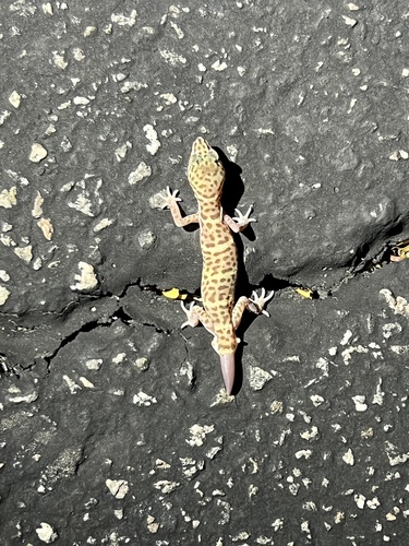 iNaturalist observation photo of Western Banded Gecko