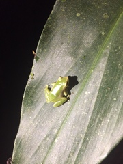 Pristimantis omeviridis