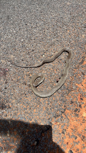 Mulga Snake sighting