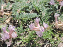 Astragalus plattensis