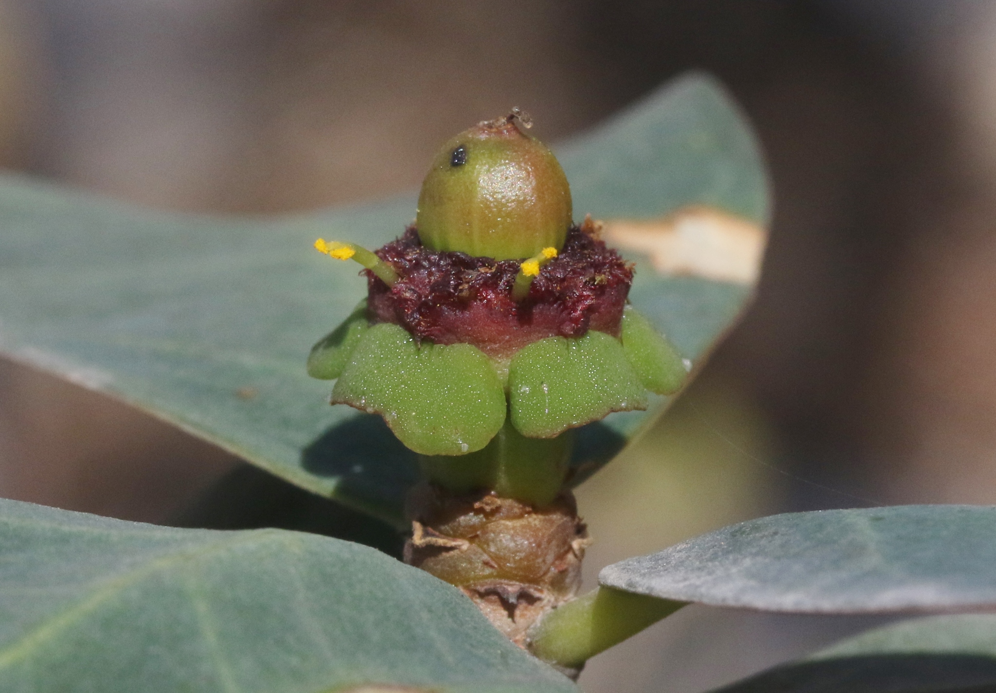 Euphorbia socotrana ssp. socotrana
