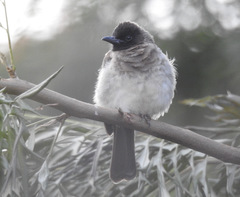 Pycnonotus barbatus tricolor