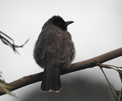 Pycnonotus barbatus tricolor