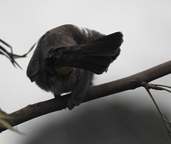 Pycnonotus barbatus tricolor