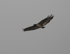 Buteo augur